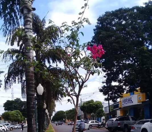 Equipe do Meio Ambiente exalta Avenida JK com vaso de flor