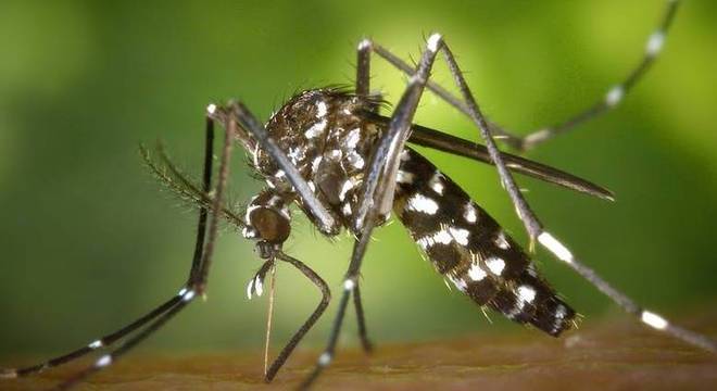 aedes-aegypti-07032018152742469