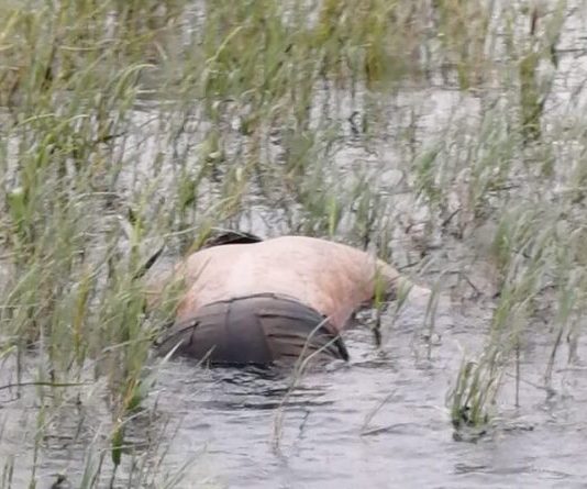 Marinha localiza corpo de homem no Rio Paraná; Família da vítima já reconheceu o corpo segundo informações