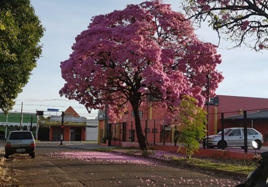 Primavera chegou em MS, acompanha de chuvas frequentes