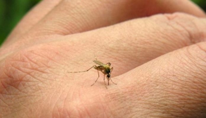 dengue-aedes-aegypti-750x430