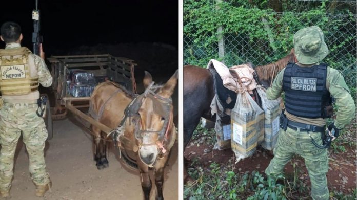 1626206599burro_e_cavalo
