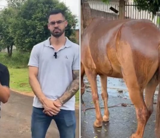 Homens introduzem metal em ânus de cavalo, que tem hemorragia e morre – Dupla nega crime