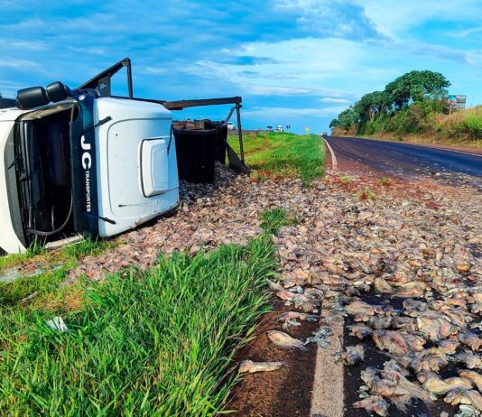 Carreta sai de Mundo Novo carregada com peixe e após acidente carga é espalhada em Cascavel