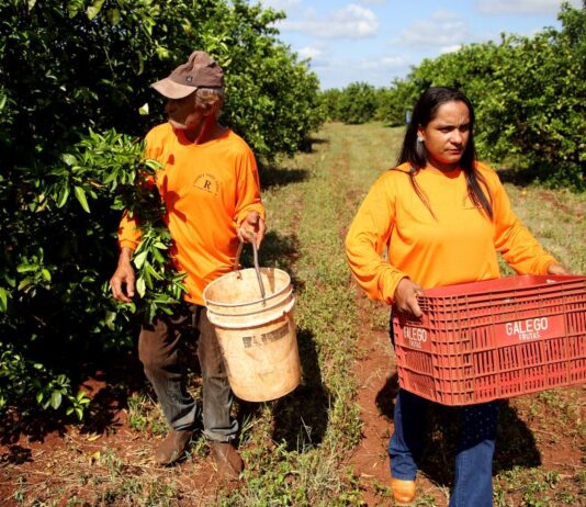 Nova fronteira: citricultura abre oportunidades e muda a vida de trabalhadores em Mato Grosso do Sul