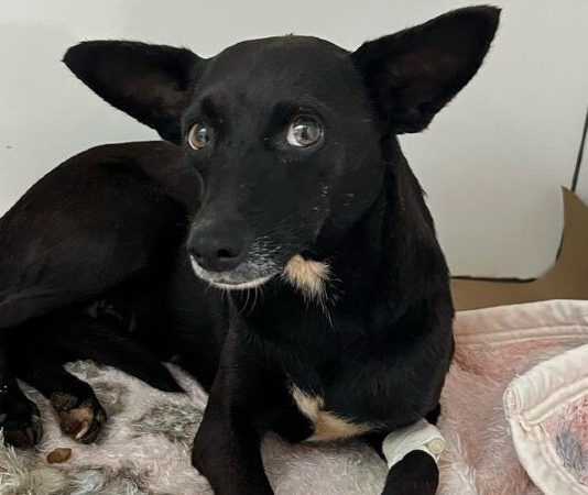 Homem é preso por abusar de cadela e causar comoção em Mato Grosso do Sul