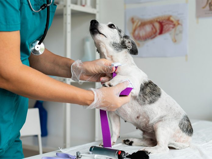 20250925_143303_original_1581_CAPA_Sa_de_dos_pets_TJMS_determina_atendimento_veterin_rio._1