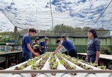 Do ar para a terra: escola estadual de MS transforma água de ar-condicionado em alfaces sustentáveis