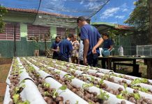 Do ar para a terra: escola estadual de MS transforma água de ar-condicionado em alfaces sustentáveis