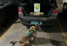 BPFRON prende trio transportando maconha em veículo após indicação de cão de faro em Marechal Cândido Rondon – PR