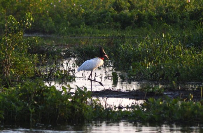 Pantanal-Tuiuiu-Foto-Bruno-Rezende-04-730x480