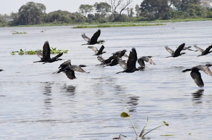 Pantanal-Biguas-Foto-Bruno-Rezende-01-730x480