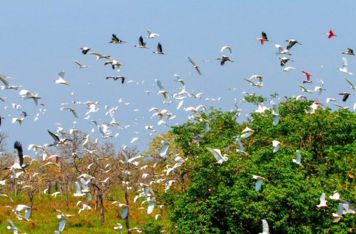 Pantanal-COP-15-Foto-Saul-Schramm-4-730x480