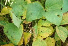 Naviraí concentra maior número de focos de ferrugem asiática da soja em MS