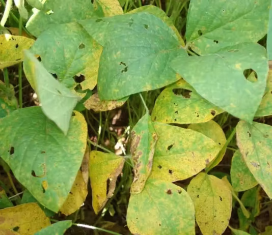 Naviraí concentra maior número de focos de ferrugem asiática da soja em MS