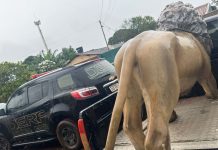 Polícia Civil prende indivíduo por receptação dolosa e tráfico de drogas e recupera estátua furtada de hamburgueria