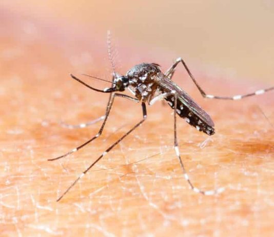 Chikungunya chega a 95% dos municípios de Mato Grosso do Sul