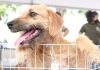 Campo Grande ultrapassa marca de 11 mil pets identificados com microchip