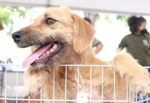 Campo Grande ultrapassa marca de 11 mil pets identificados com microchip
