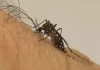 Boletim Epidemiológico: MS registra 2.639 casos confirmados de Chikungunya