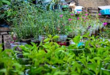 1° Feira Socioambiental de Amambai reunirá instituições parceiras em prol da sustentabilidade