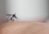 MS atinge o maior número de mortes por chikungunya em 11 anos