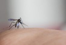 MS atinge o maior número de mortes por chikungunya em 11 anos