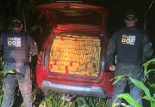 DOF apreende mais de uma tonelada de maconha e recupera veículo furtado após fuga em lavoura de milho em Dourados