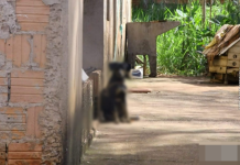 Cachorro é resgatado em situação de maus-tratos ao ser encontrado sem comida, água e com corda na pata em Eldorado