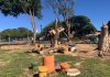 Árvores condenadas são retiradas do Parque da Lavínia em Mundo Novo após análise técnica
