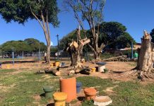 Árvores condenadas são retiradas do Parque da Lavínia em Mundo Novo após análise técnica