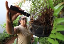 Boletim estadual aponta risco de infestação do vetor da dengue em municípios do Cone Sul
