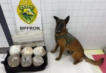 Cão de faro do BPFRON localiza drogas em bagagem durante fiscalização na Ponte Ayrton Senna, em Guaíra