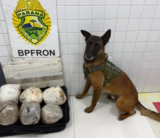 Cão de faro do BPFRON localiza drogas em bagagem durante fiscalização na Ponte Ayrton Senna, em Guaíra