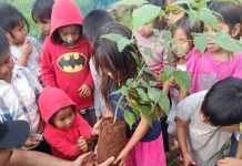 Plantio de ipês marca ação ambiental com alunos da Aldeia Porto Lindo em Japorã