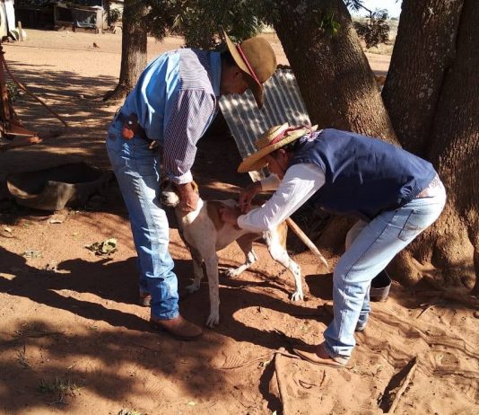 Vigilância Sanitária de Iguatemi deu início à vacinação antirrábica na área rural do município