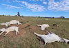 Frio de 0°C traz alerta ao campo um mês após morte de 80 bois em MS