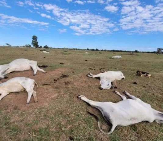 Frio de 0°C traz alerta ao campo um mês após morte de 80 bois em MS
