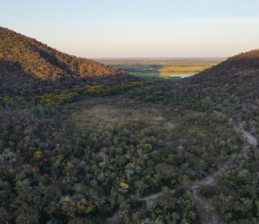 Para preservar o Pantanal, produtores rurais têm ações de conservação remuneradas por programa do Governo de MS