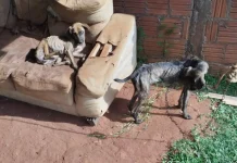 Após denúncias Polícia Civil resgata cães em situação de abandono em Amambai