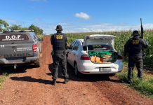 DOF apreende mais de uma tonelada de maconha em Ponta Porã