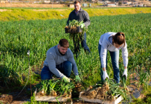 Itaquiraí recebe Oficina de Políticas Públicas da Agricultura Familiar nesta sexta (31)