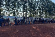 Prova dos 3 Tambores movimenta 1ª Cavalgada CPLFT 2026 em Iguatemi com mais de 43 inscritos