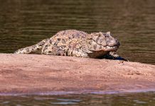 Jacaré-de-papo-amarelo é destaque no Centro Náutico Marinas em Guaíra