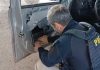 PRF descobre mais de 25 kg de haxixe marroquino e crack escondidos nas portas de veículo em Guaíra