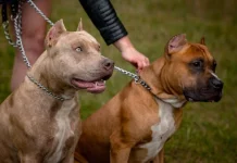 É hora de proibir a criação de Pitbulls e Rottweilers no Brasil, diz Júlio César Cardoso