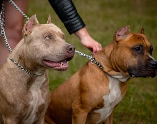 É hora de proibir a criação de Pitbulls e Rottweilers no Brasil, diz Júlio César Cardoso