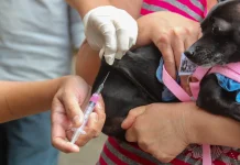 Mundo Novo realiza Campanha de Vacinação Antirrábica gratuita para cães e gatos