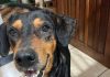 Cachorra desaparece após escapar durante chegada a clínica veterinária em Mundo Novo