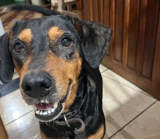 Cachorra desaparece após escapar durante chegada a clínica veterinária em Mundo Novo